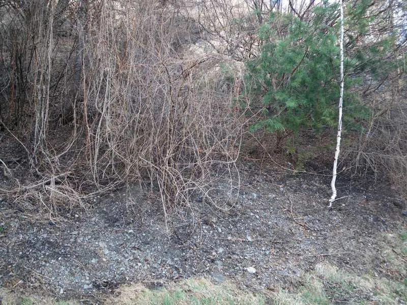 böschungsbrand-brennwald-2010-2.webp