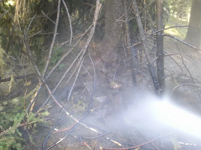 kleiner-baumbrand4.webp