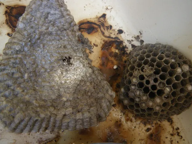 wespen-nest-2011-2.webp