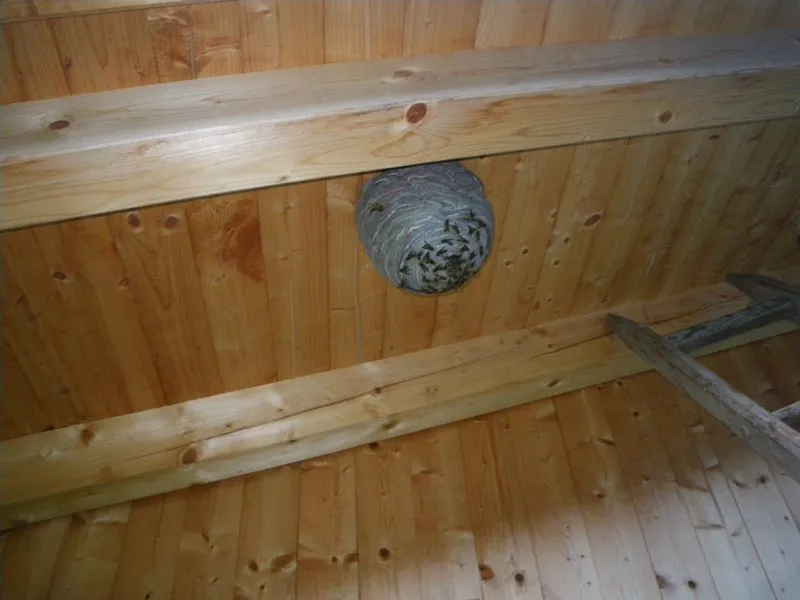 wespen-nest-2011-4.webp