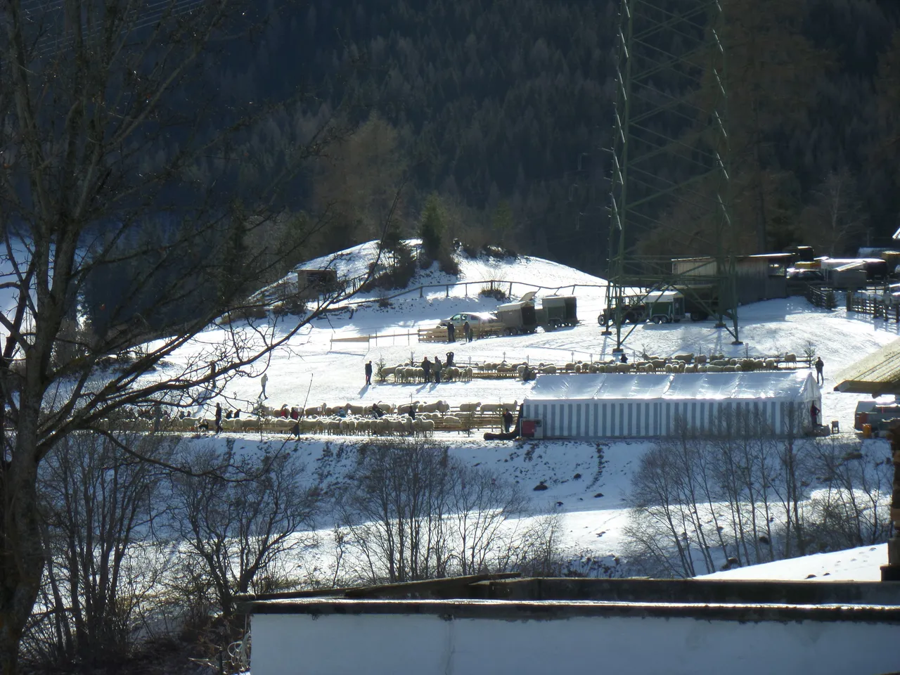 schafzucht_aust._bichl_wenns_2014_2.webp