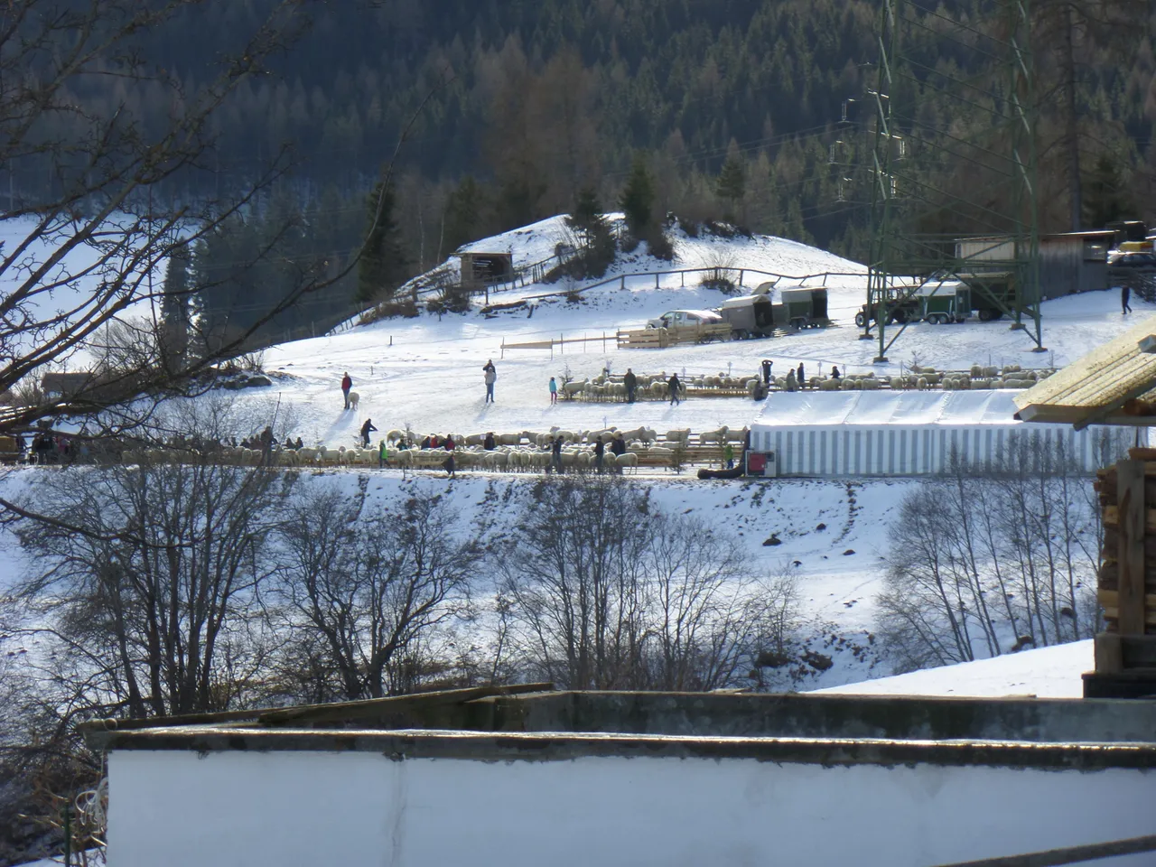 schafzucht_aust._bichl_wenns_2014_5.webp