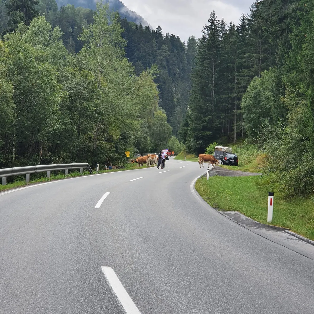 Verkehrsdienst Viehtrieb