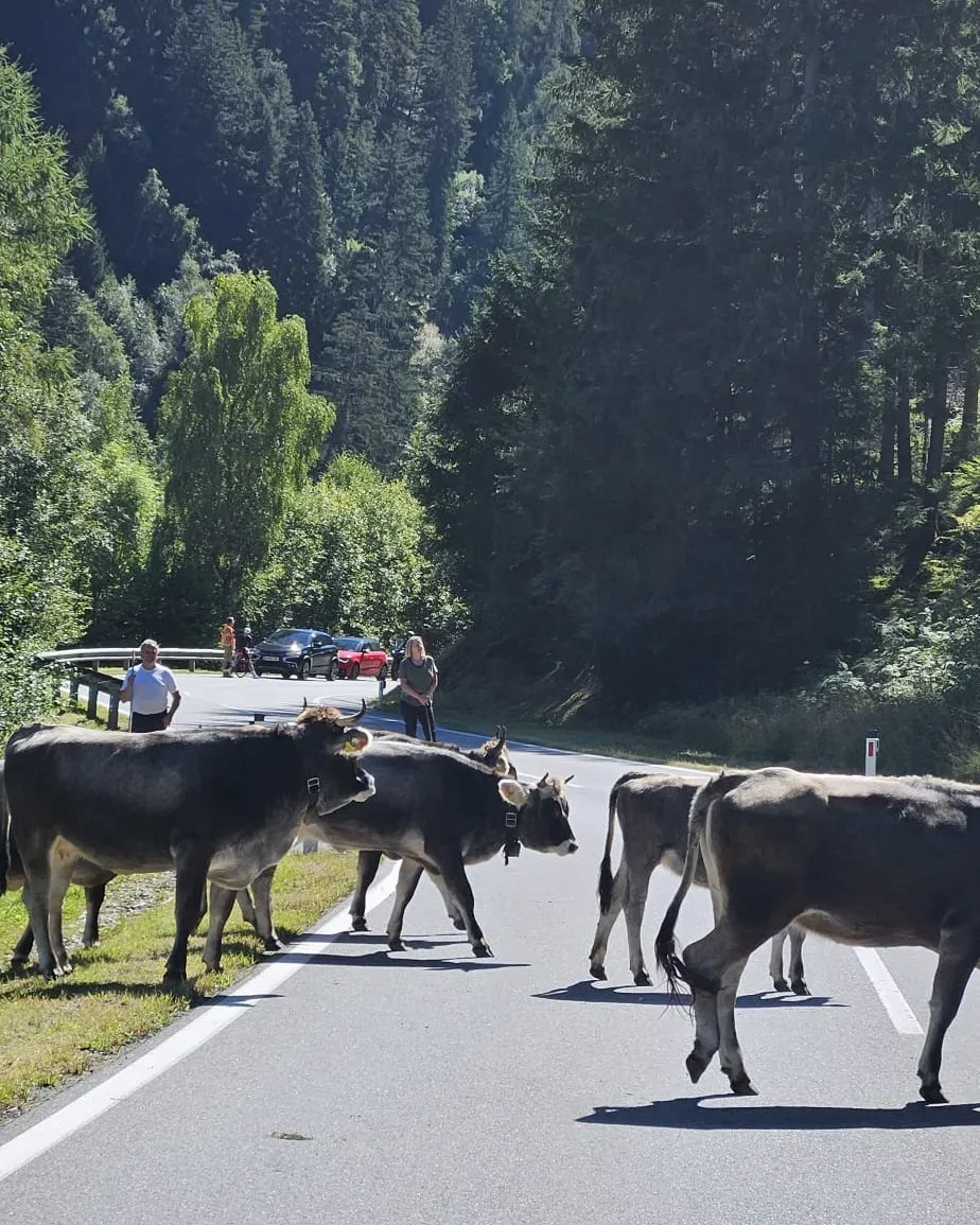 Verkehrsdienst Viehtrieb Nähe Pillerbachbrücke